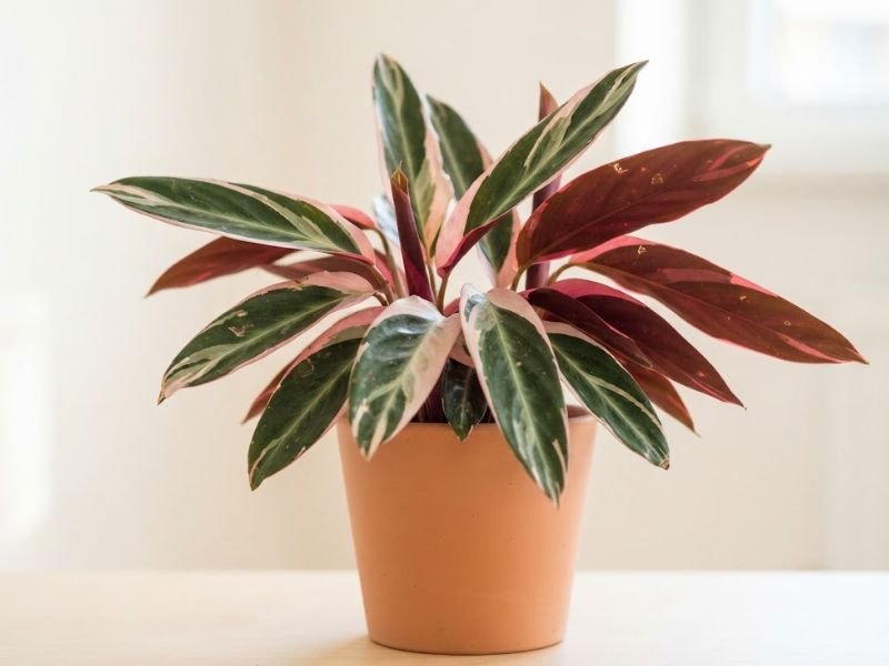 Folhas da Stromanthe Triostar conhecida popularmente como maranta tricolor