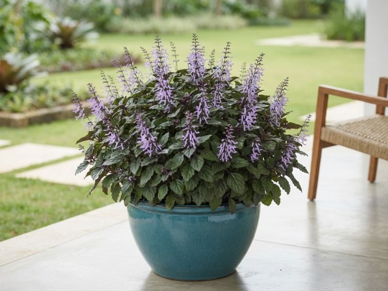 Mona lavender cheia de flores lilases em vaso largo de cerâmica azul na varanda.