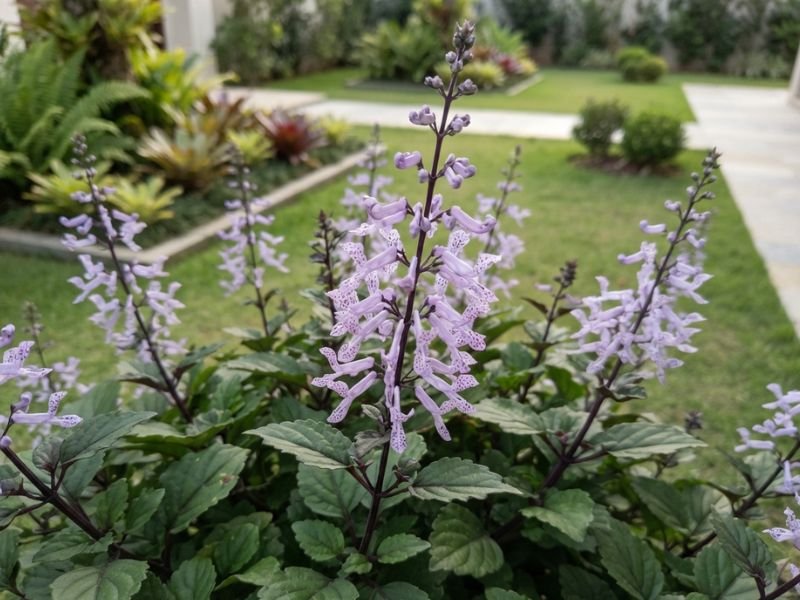 Hastes de mona lavender com flores lilases abertas e botões nas pontas, vistas de perto.