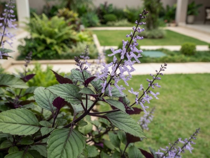 Ramo de mona lavender com flores lilases pontuadas de roxo e folhas com o verso arroxeado.