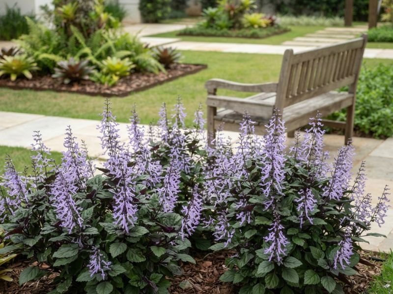 Canteiro de mona lavender com numerosas flores lilases diante de um banco de madeira no jardim.