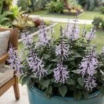 Mona lavender com flores lilases em vaso azul ao lado de uma poltrona na varanda.