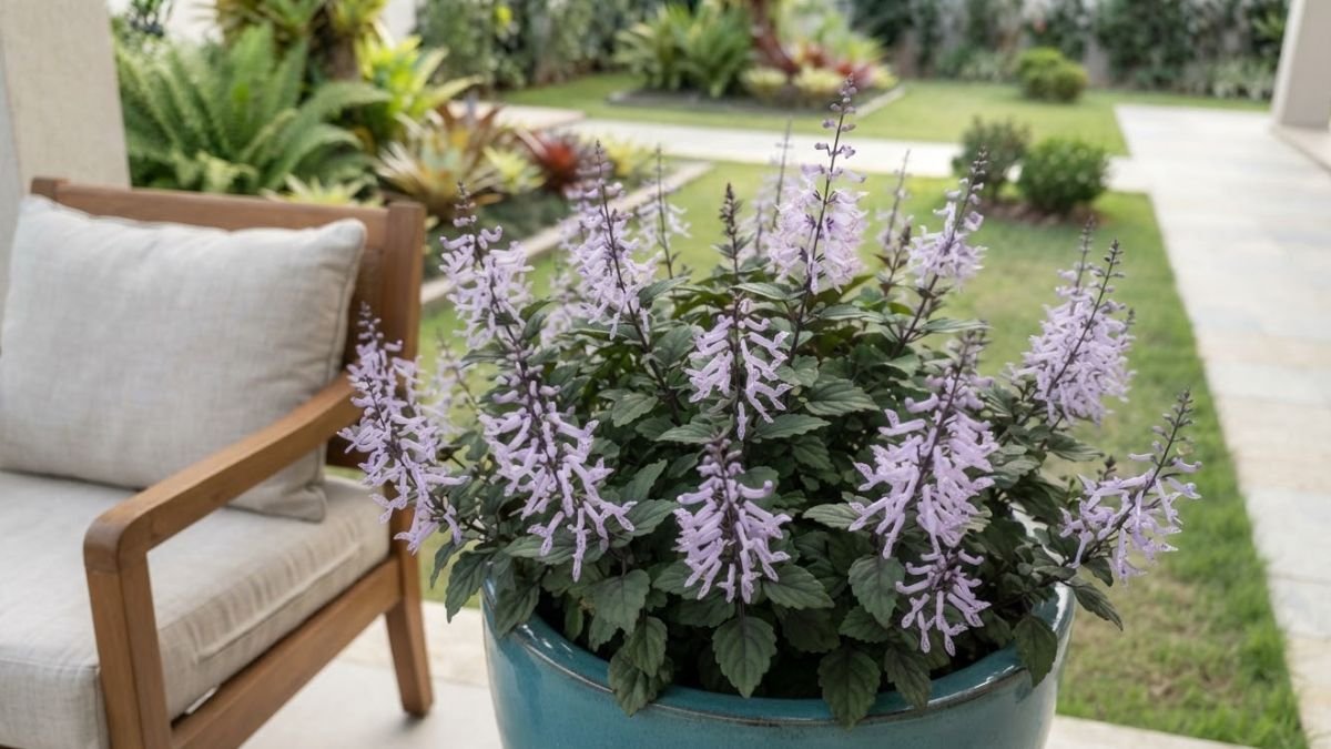 Mona lavender com flores lilases em vaso azul ao lado de uma poltrona na varanda.