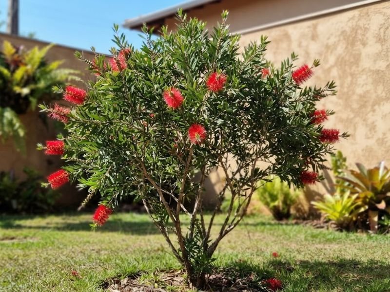 Calistemo adulto com folhas estreitas e flores vermelhas cilíndricas em jardim residencial.
