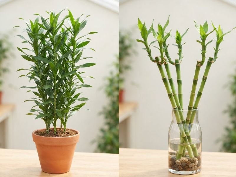 Dracaena sanderiana natural ao lado de caules preparados como bambu da sorte