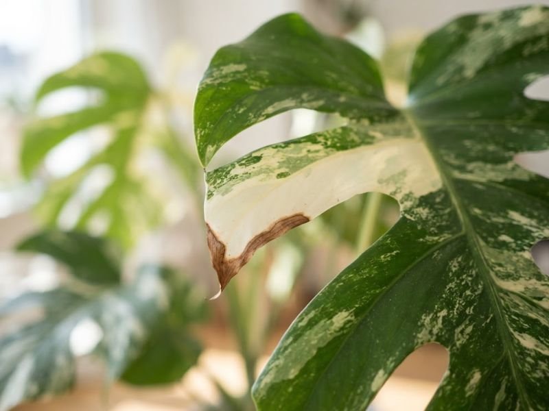 Folha variegata com uma pequena área branca seca e marrom