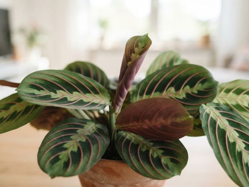 Detalhe das folhas da maranta leuconeura com nervuras rosadas e diferentes tons de verde