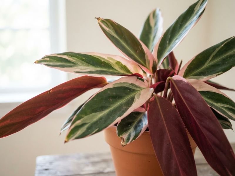 Detalhe das folhas coloridas da maranta tricolor com variegação verde, creme e rosa