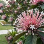 Planta cotonete com inflorescência rosada, pequenas flores brancas e folhas verdes em jardim residencial.
