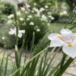 Flor branca da planta moreia em destaque no jardim