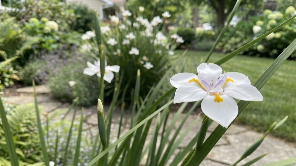 Flor branca da planta moreia em destaque no jardim