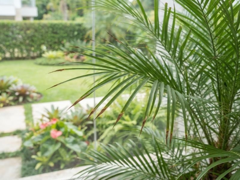 Pontas marrons e secas em folhas da palmeira de Petrópolis