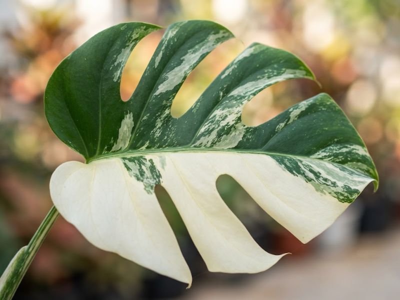 Folha de costela de adão variegata com áreas verdes e branco creme