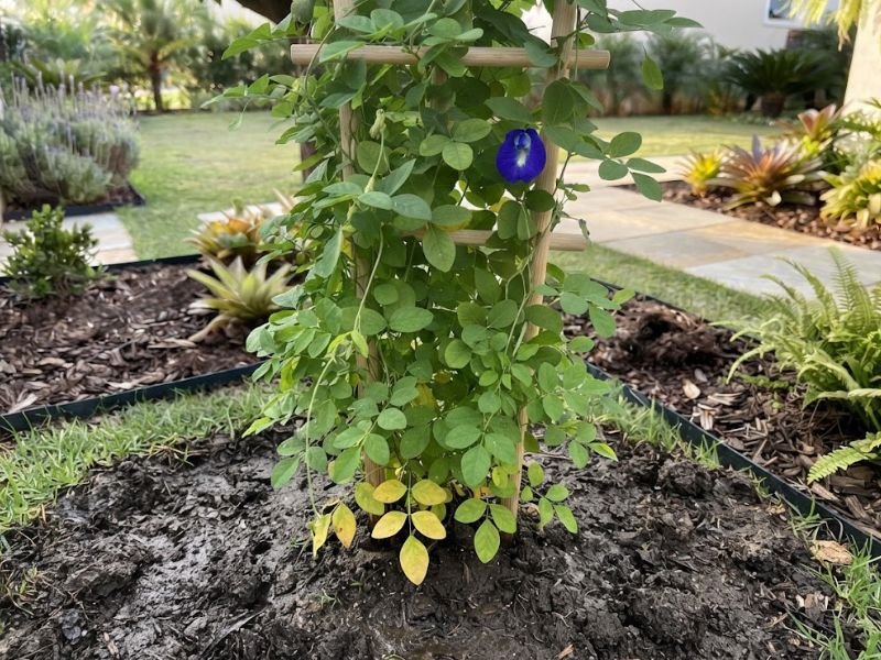 Flor fada azul com folhas inferiores amareladas e solo muito úmido ao redor da base.