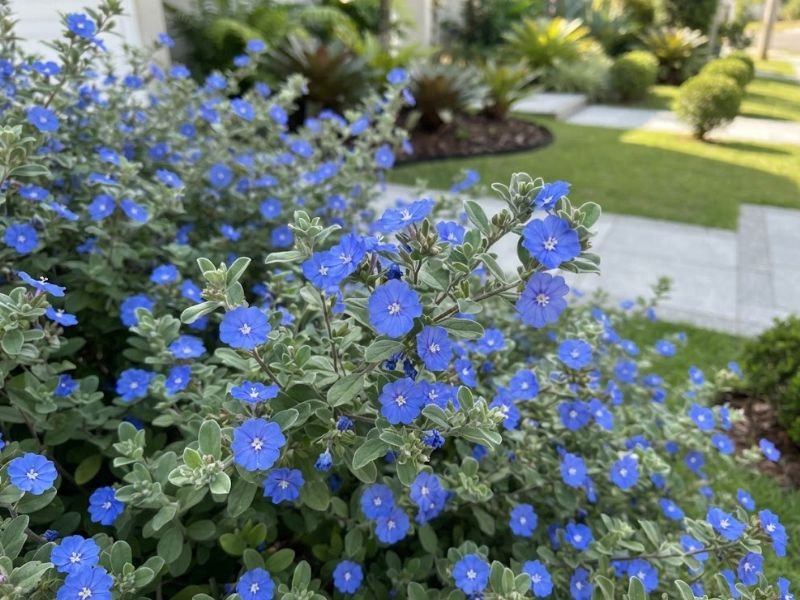 Azulzinha coberta por pequenas flores azuis durante período de floração