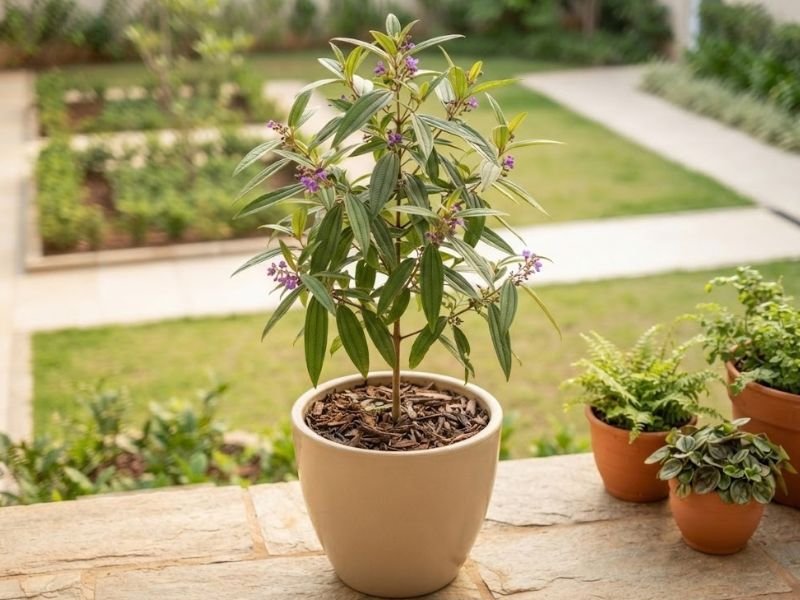 Muda de quaresmeira roxa com folhas verdes e pequenas flores violetas cultivada em vaso bege na varanda.