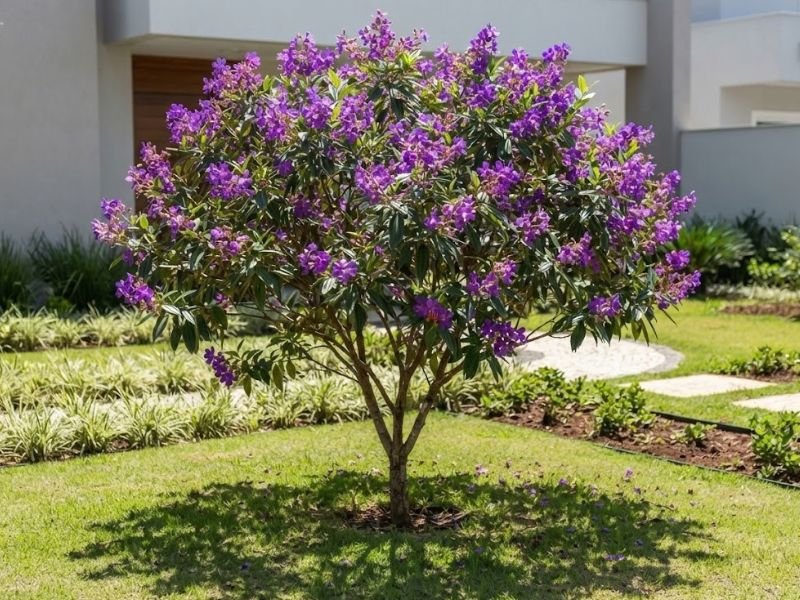 Quaresmeira roxa florida recebendo luz solar direta em jardim residencial com gramado aparado.