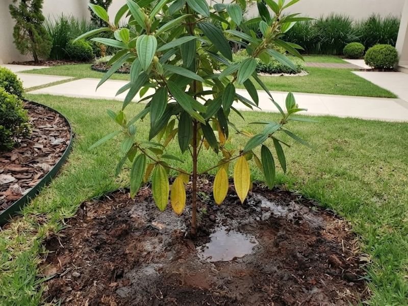 Muda de quaresmeira com algumas folhas inferiores amareladas e solo encharcado em canteiro de jardim.