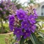 Flores violetas da quaresmeira roxa em primeiro plano, com árvore florida e jardim residencial ao fundo.