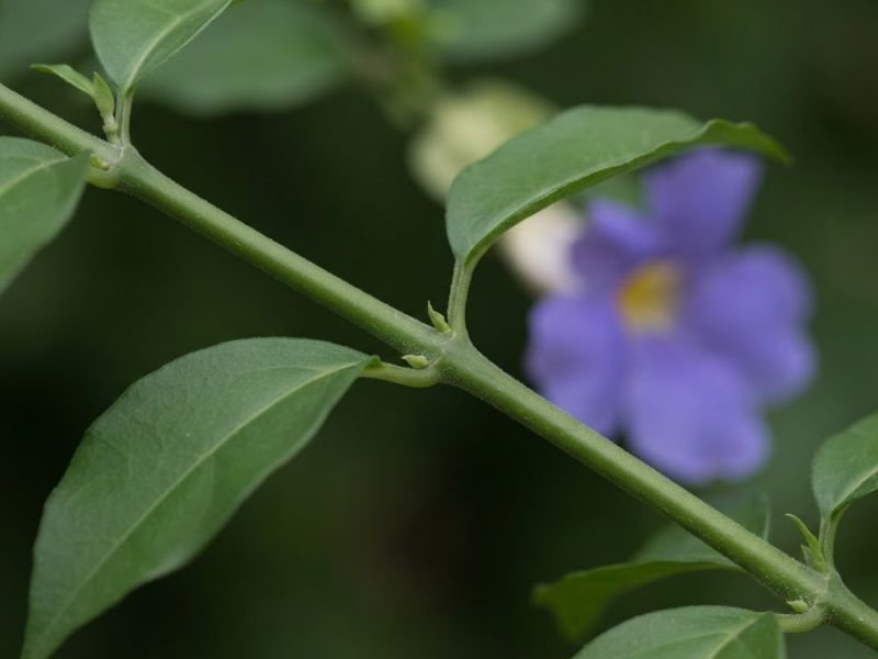 Ramo liso de tumbérgia arbustiva sem espinhos em close