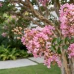 Flores rosa de resedá em primeiro plano com tronco descamante ao fundo