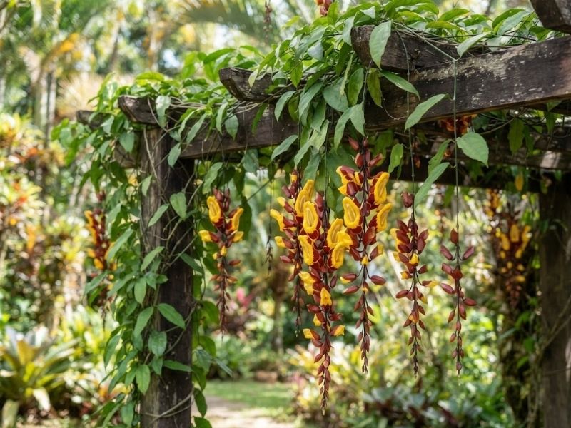Trepadeira sapatinho de judia com cachos pendentes crescendo sobre pergolado de madeira