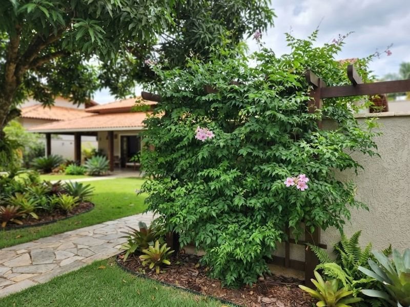 Trepadeira sete léguas com muita folhagem verde e poucas flores em local parcialmente sombreado.