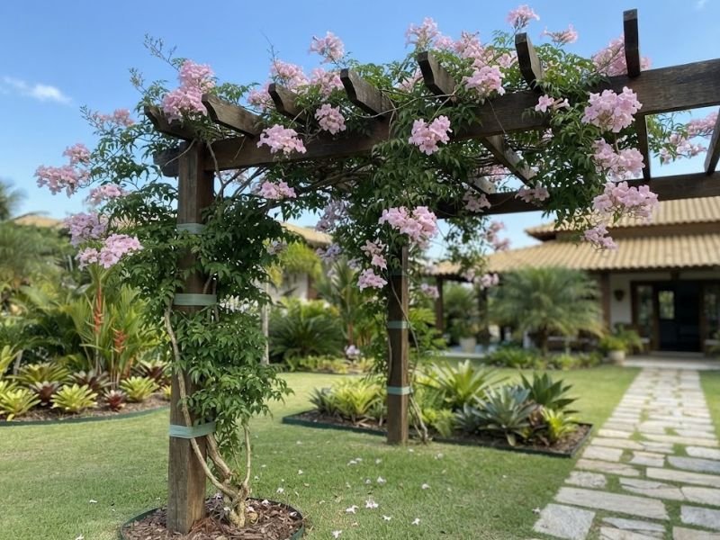 Trepadeira sete léguas conduzida e amarrada em pergolado de madeira com flores rosadas.