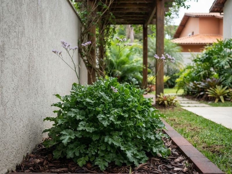 Statice com muita folhagem e poucas flores cultivada em área sombreada junto ao muro