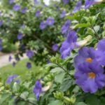 Flores azul-violeta de tumbérgia arbustiva com garganta amarela em destaque
