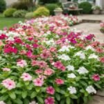 Canteiro de vincas rosas, brancas e magenta ao longo de caminho em jardim residencial