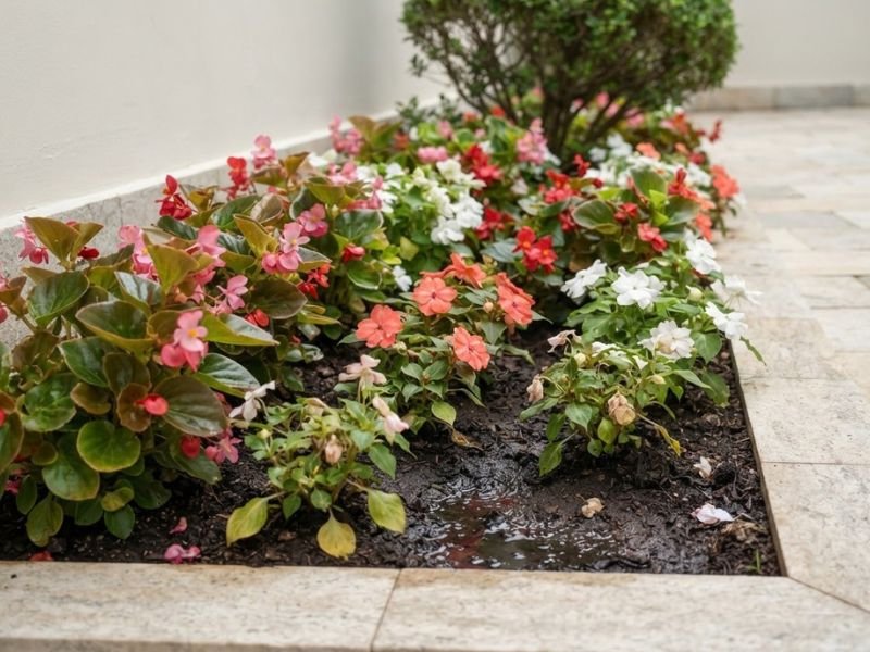 Folhas amareladas em flores de meia sombra com excesso de umidade