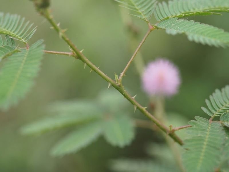 Pequenos acúleos no caule de Mimosa pudica vistos de perto