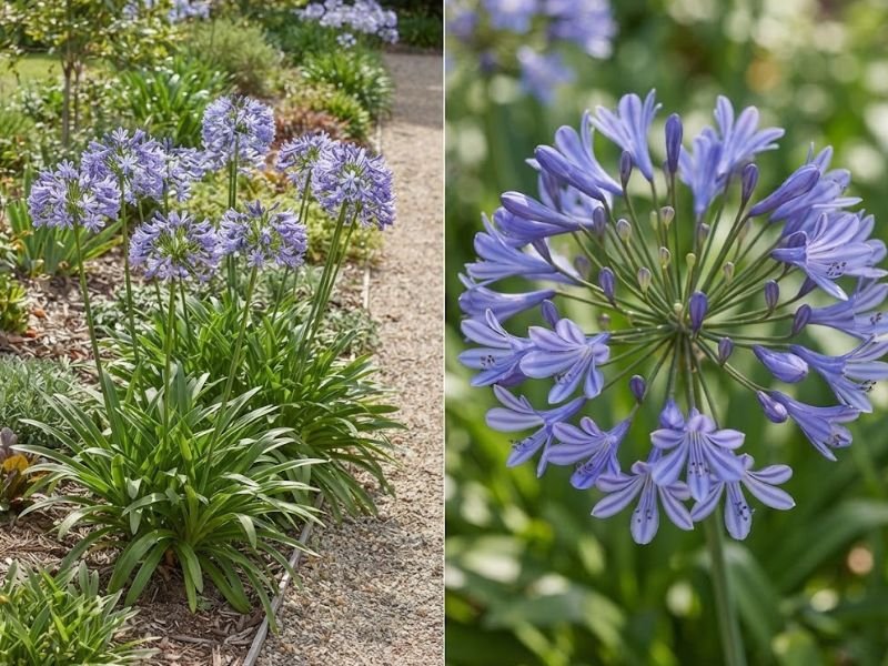 Agapantos azul-violeta em canteiro e aproximação de um conjunto de flores com botões.