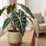 Alocasia amazônica em vaso bege sobre aparador de madeira, com folhas verde-escuras, nervuras claras e bordas onduladas em sala iluminada.