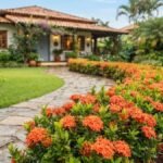 Arbustos com flores para cerca viva formando uma bordadura curva de ixoras alaranjadas em jardim residencial.