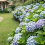 Arbustos com flores para clima ameno em canteiro de hortênsias azuis com folhagem verde e jardim desfocado ao fundo.
