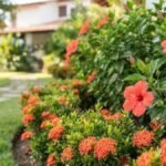 Arbustos com flores para sol pleno, com hibiscos vermelhos e ixoras alaranjadas em canteiro curvo