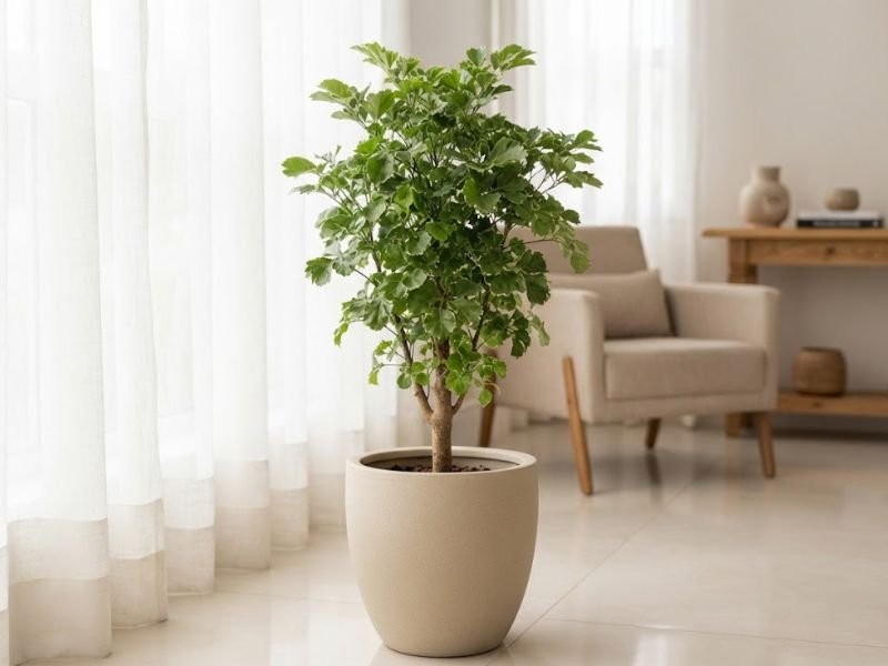 Árvore da felicidade macho saudável em vaso de cerâmica clara sobre o piso, próxima à janela de sala iluminada.