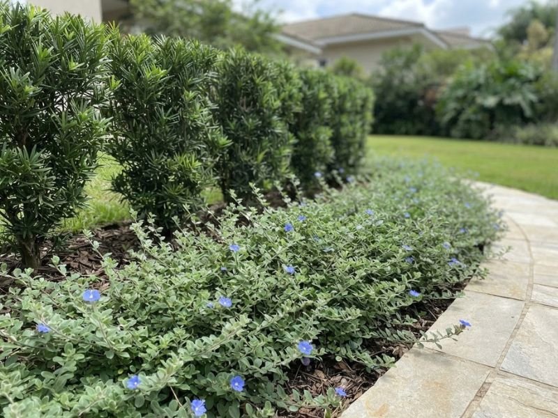 Flor azulzinha rasteira na frente de plantas verdes mais altas em canteiro residencial