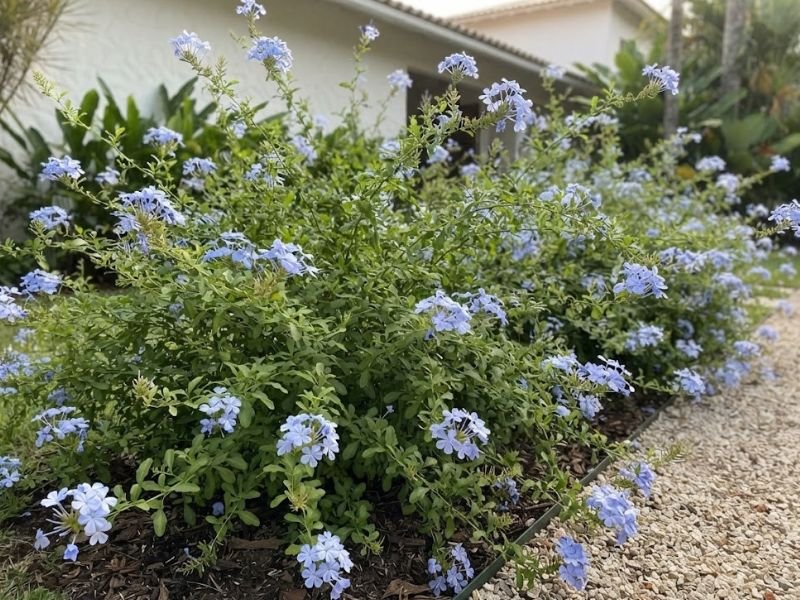 Bela emília com flores azul-claras e ramos abertos ao lado de um caminho de pedriscos