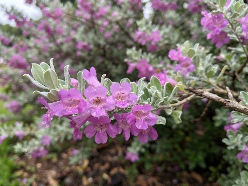 Flores rosa-arroxeadas da chuva de prata entre pequenas folhas prateadas.