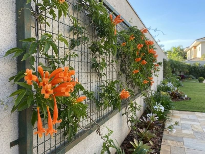 Cachos de flores tubulares alaranjadas do cipó de São João junto ao muro.