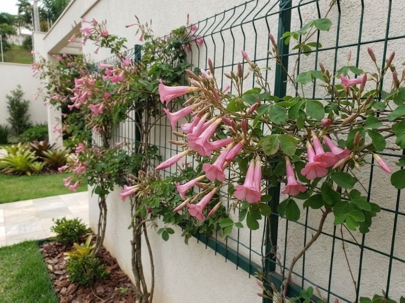 Cachos de flores tubulares rosadas do cipó rosa sobre uma malha de sustentação.