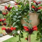 Columeia batom florida em vaso suspenso sob pérgola de madeira, com flores vermelhas e folhas verdes brilhantes.