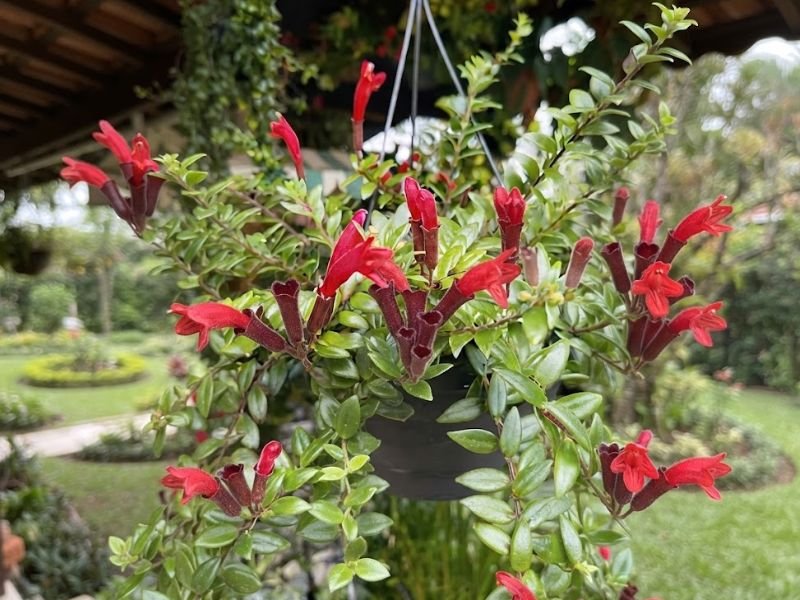 Columeia-batom com flores vermelhas tubulares saindo de cálices escuros entre folhas verdes.