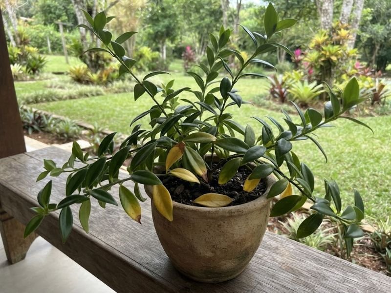 Columeia-dragão em vaso com algumas folhas amarelas entre a folhagem verde e uma folha caída sobre o substrato.
