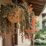 Columeia gloriosa florida em vaso suspenso, com folhas aveludadas, flores vermelho-alaranjadas e ramos pendentes em varanda com jardim.