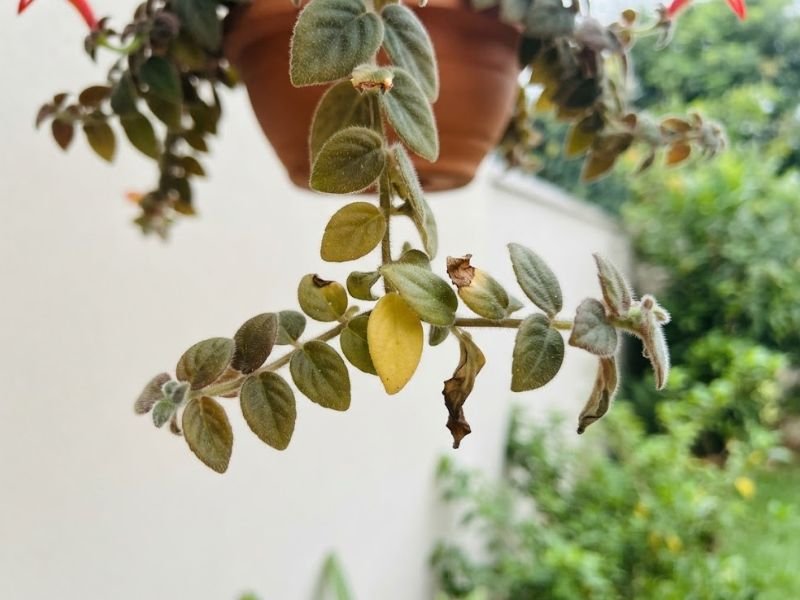 Ramo de columeia gloriosa com algumas folhas amarelas e bordas secas entre folhas aveludadas saudáveis.