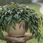 Columeia mármore em vaso sobre pedestal de pedra, com folhas verdes desenhadas e verso arroxeado em jardim residencial.